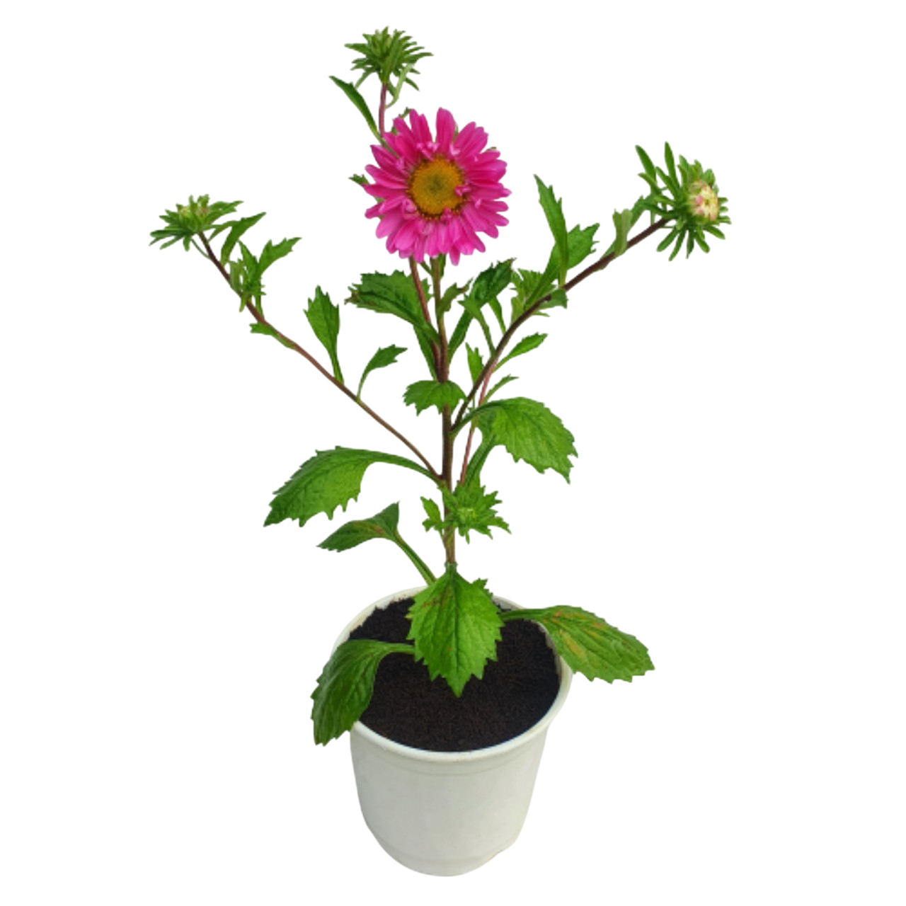 Wild Aster Plant - 6 inch
